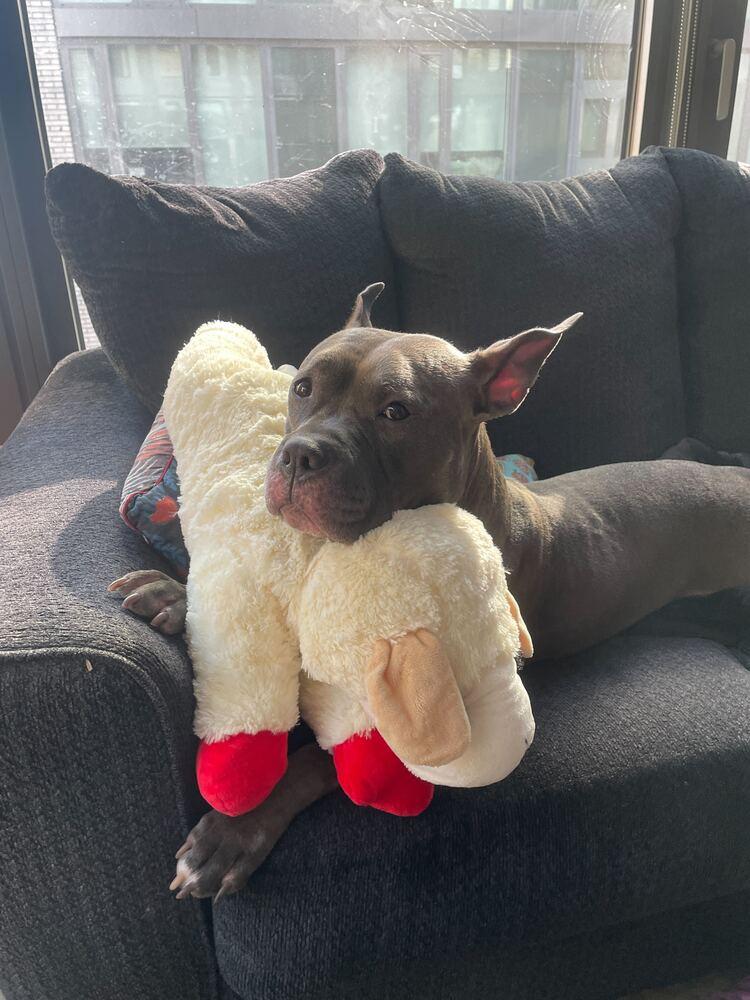 Holly, Adoptable, Young Female Mixed Breed.