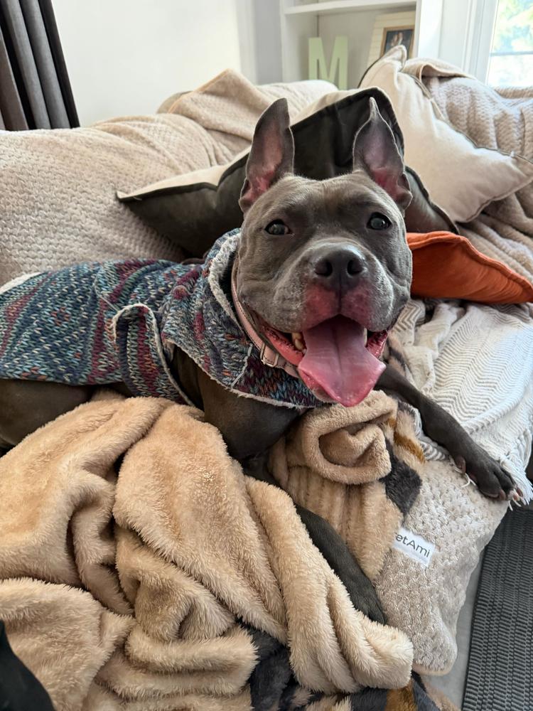 Holly, Adoptable, Young Female Mixed Breed.