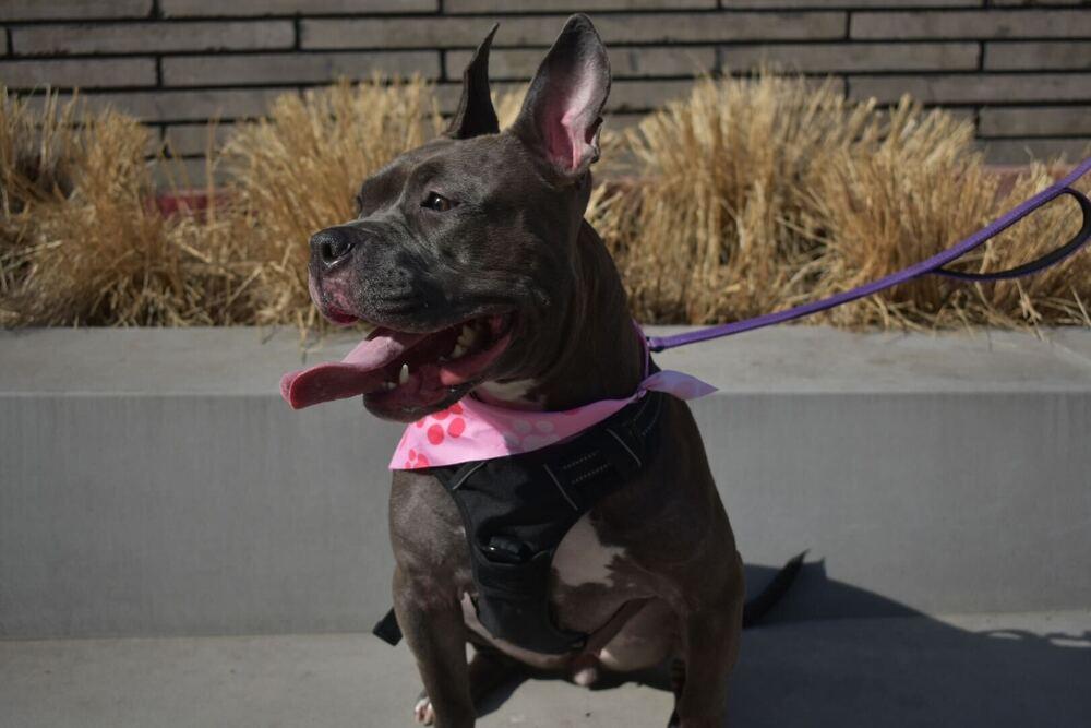 Holly, Adoptable, Young Female Mixed Breed.