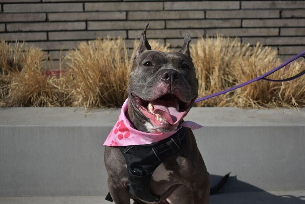 Enlarge Holly, a Adoptable mixed breed in New York, NY image 3/6