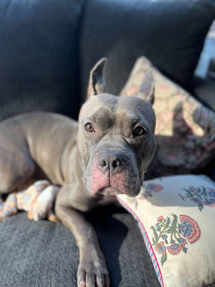 Enlarge Holly, a Adoptable mixed breed in New York, NY image 2/6