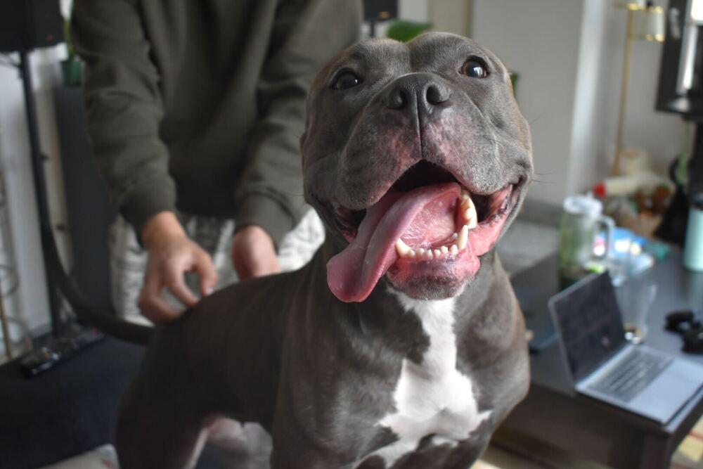 Enlarge Holly, a Adoptable mixed breed in New York, NY image 2/6