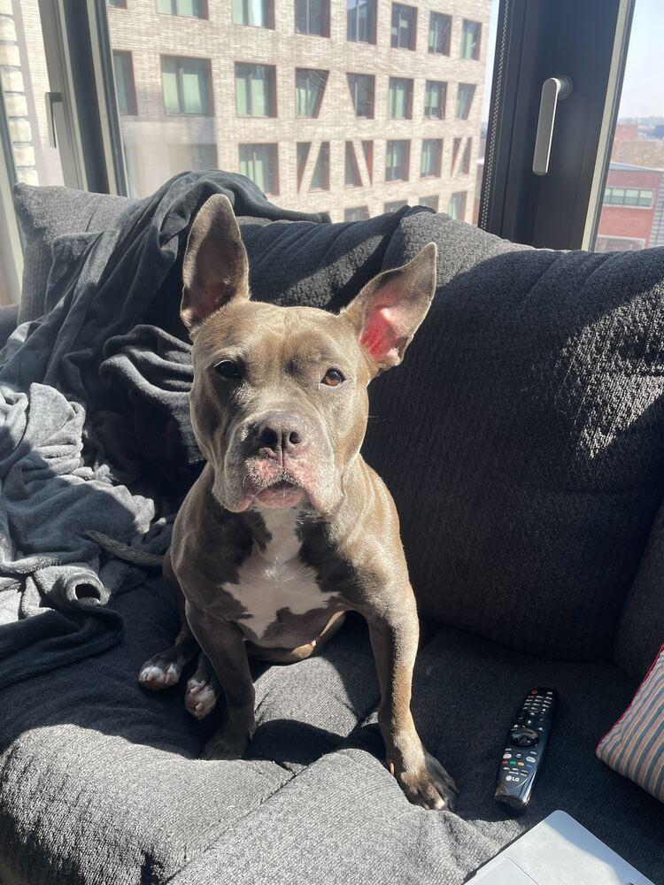 Enlarge Holly, a Adoptable mixed breed in New York, NY image 5/6