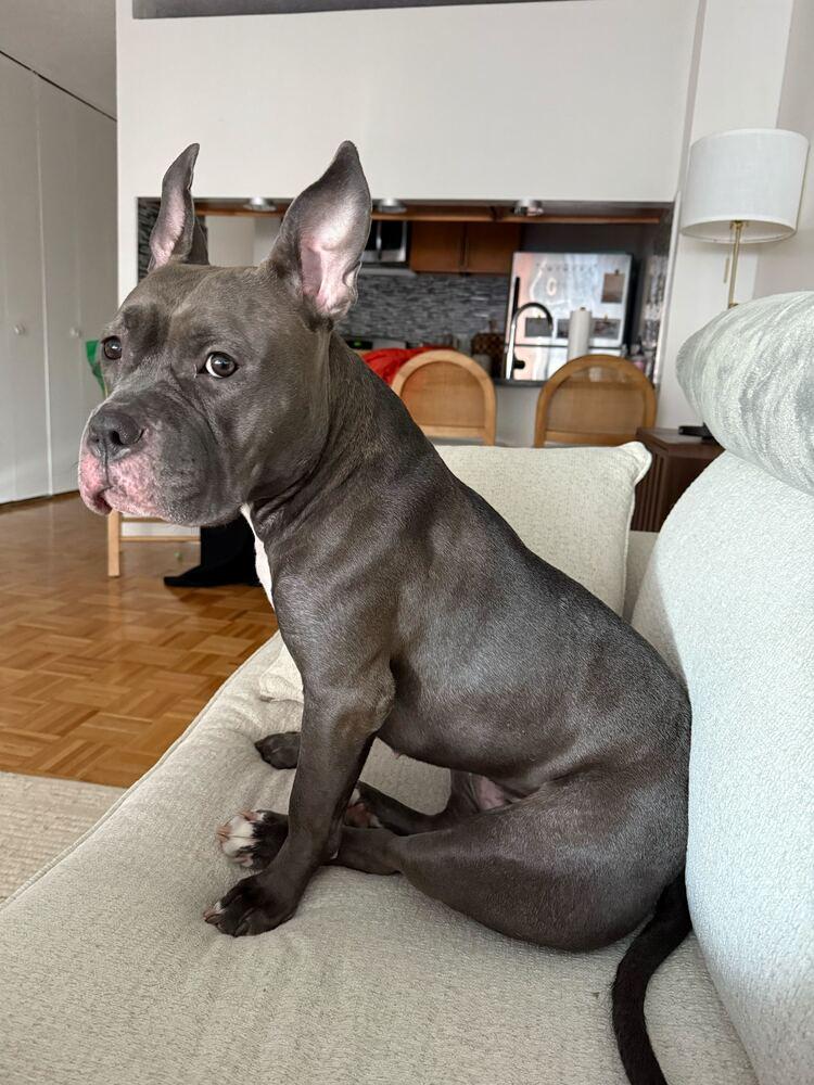 Enlarge Holly, a Adoptable mixed breed in New York, NY image 4/6