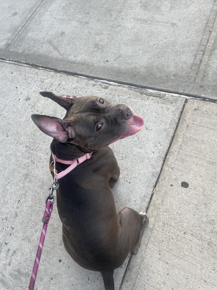 Enlarge Holly, a Adoptable mixed breed in New York, NY image 3/6