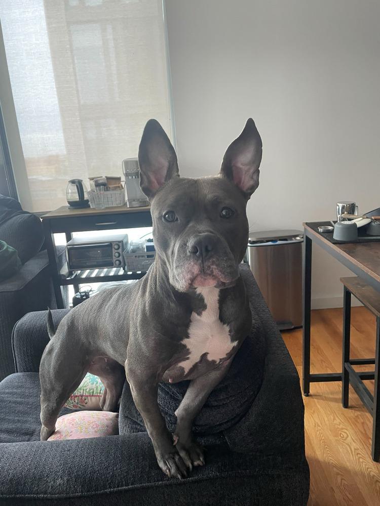 Enlarge Holly, a Adoptable mixed breed in New York, NY image 4/6