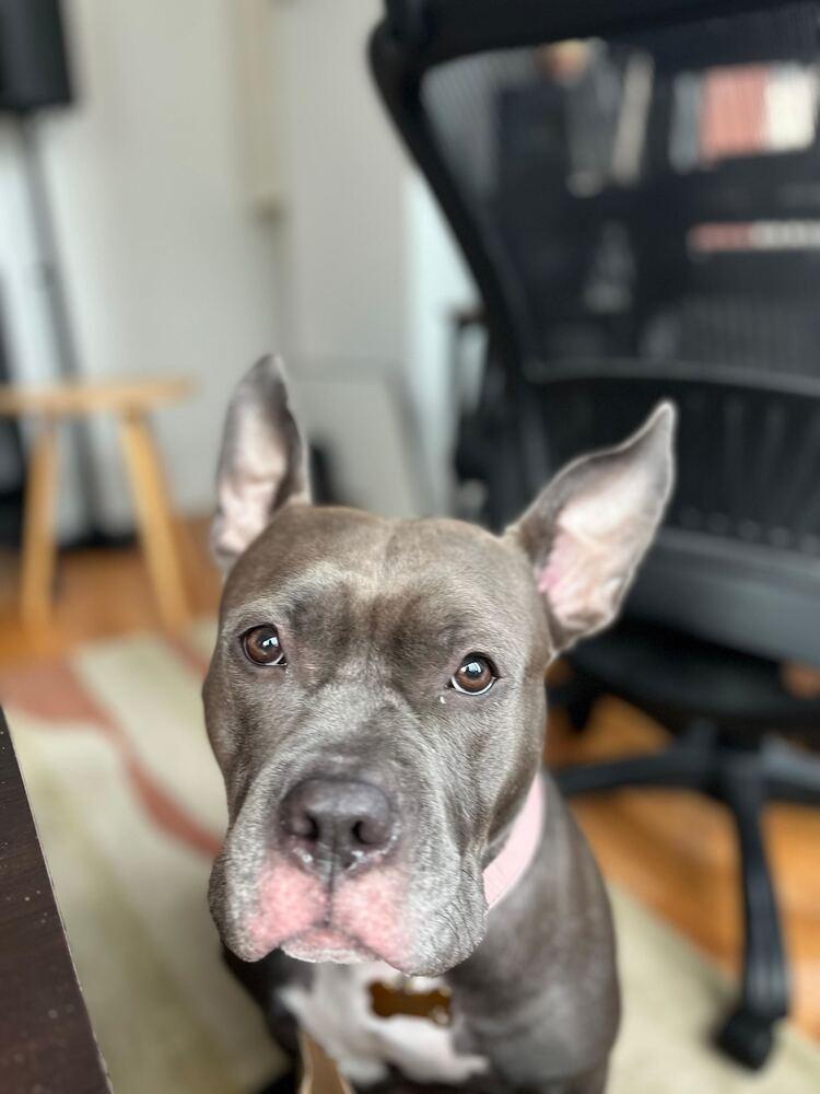 Enlarge Holly, a Adoptable mixed breed in New York, NY image 5/6