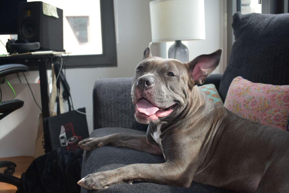 Enlarge Holly, a Adoptable mixed breed in New York, NY image 6/6