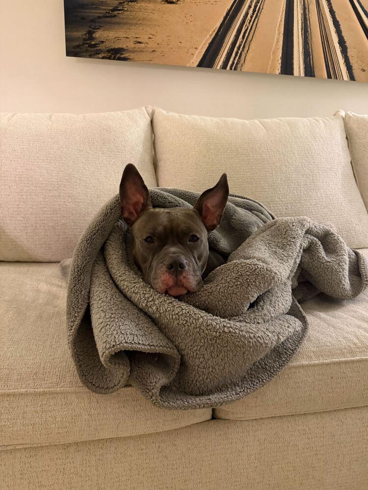 Enlarge Holly, a Adoptable mixed breed in New York, NY image 5/6