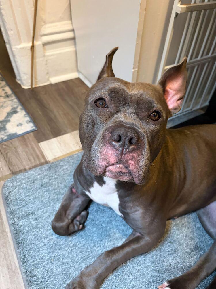 Enlarge Holly, a Adoptable mixed breed in New York, NY image 6/6