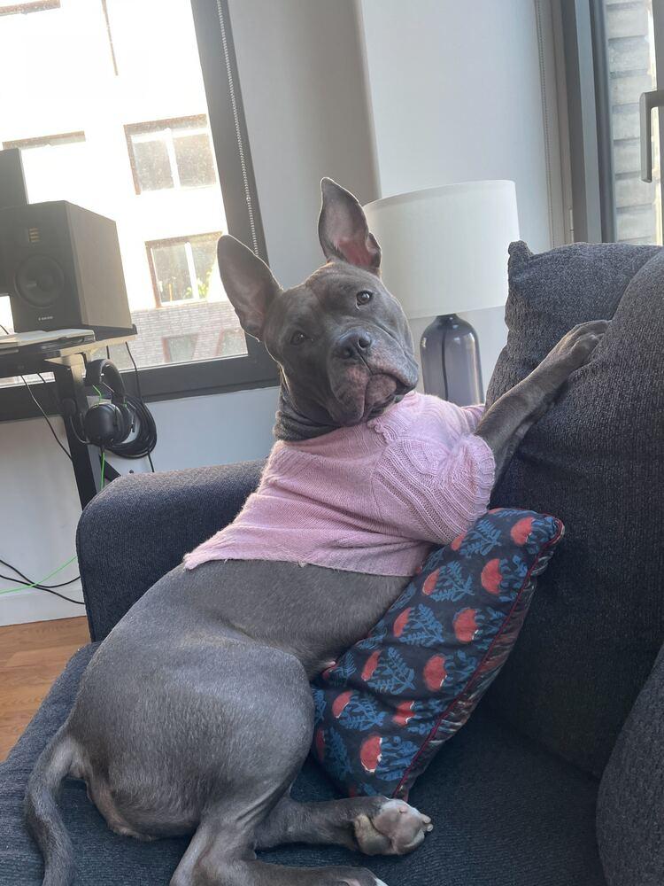 Enlarge Holly, a Adoptable mixed breed in New York, NY image 6/6