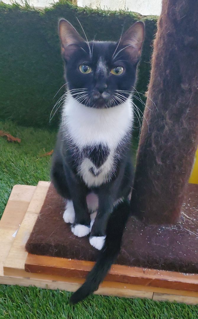 Heart, Adoptable, Adult Female American Shorthair.