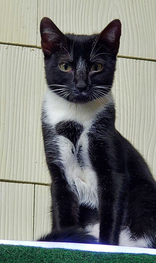 Heart, a Adoptable American Shorthair in HENDERSON, TX image 2/8