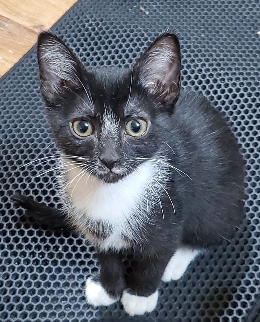 Heart, a Adoptable American Shorthair in HENDERSON, TX image 3/8