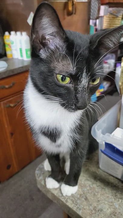 Enlarge Heart, a Adoptable American Shorthair in HENDERSON, TX video 7/8