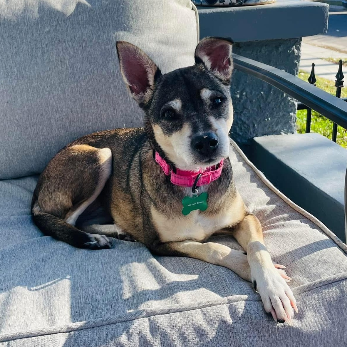Meet Abby  a sweet 5-6-year-old rat terrier mix with a heart full of love and a spirit that longs