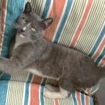 Kenny, Adoptable, Adult Male Domestic Short Hair.