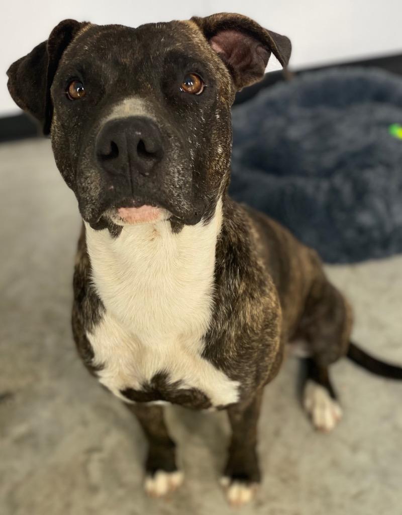 Enlarge Willis, a Adoptable mixed breed in Lockhart, TX image 1/5