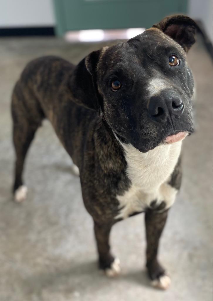 Enlarge Willis, a Adoptable mixed breed in Lockhart, TX image 3/5