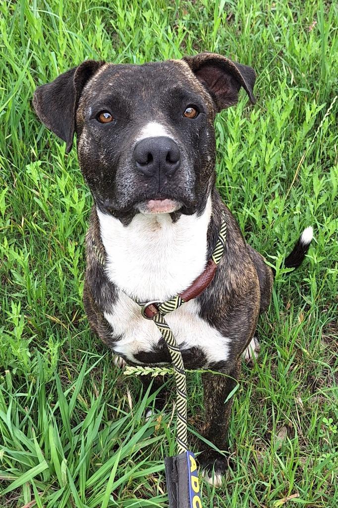 Enlarge Willis, a Adoptable mixed breed in Lockhart, TX image 4/5