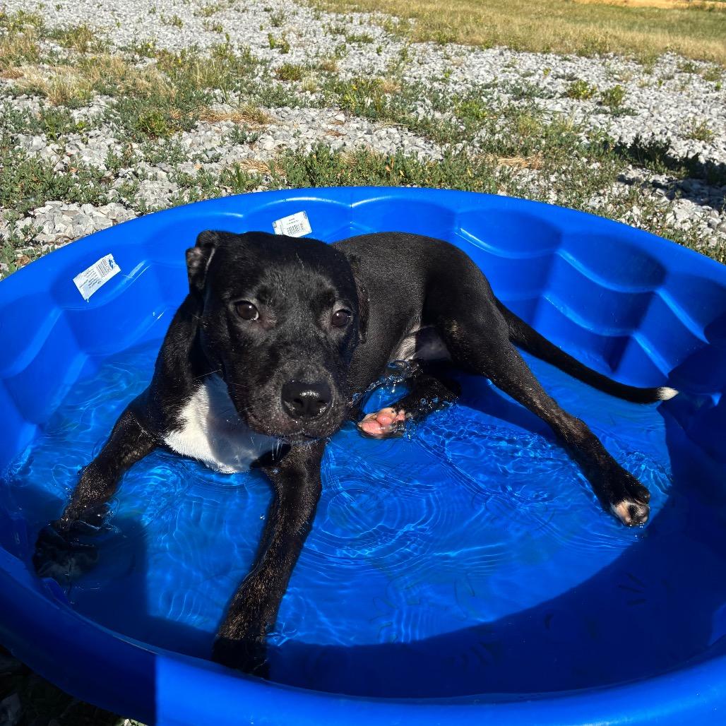 Kelly, a Adoptable Mixed Breed in Corbin, KY image 1/6