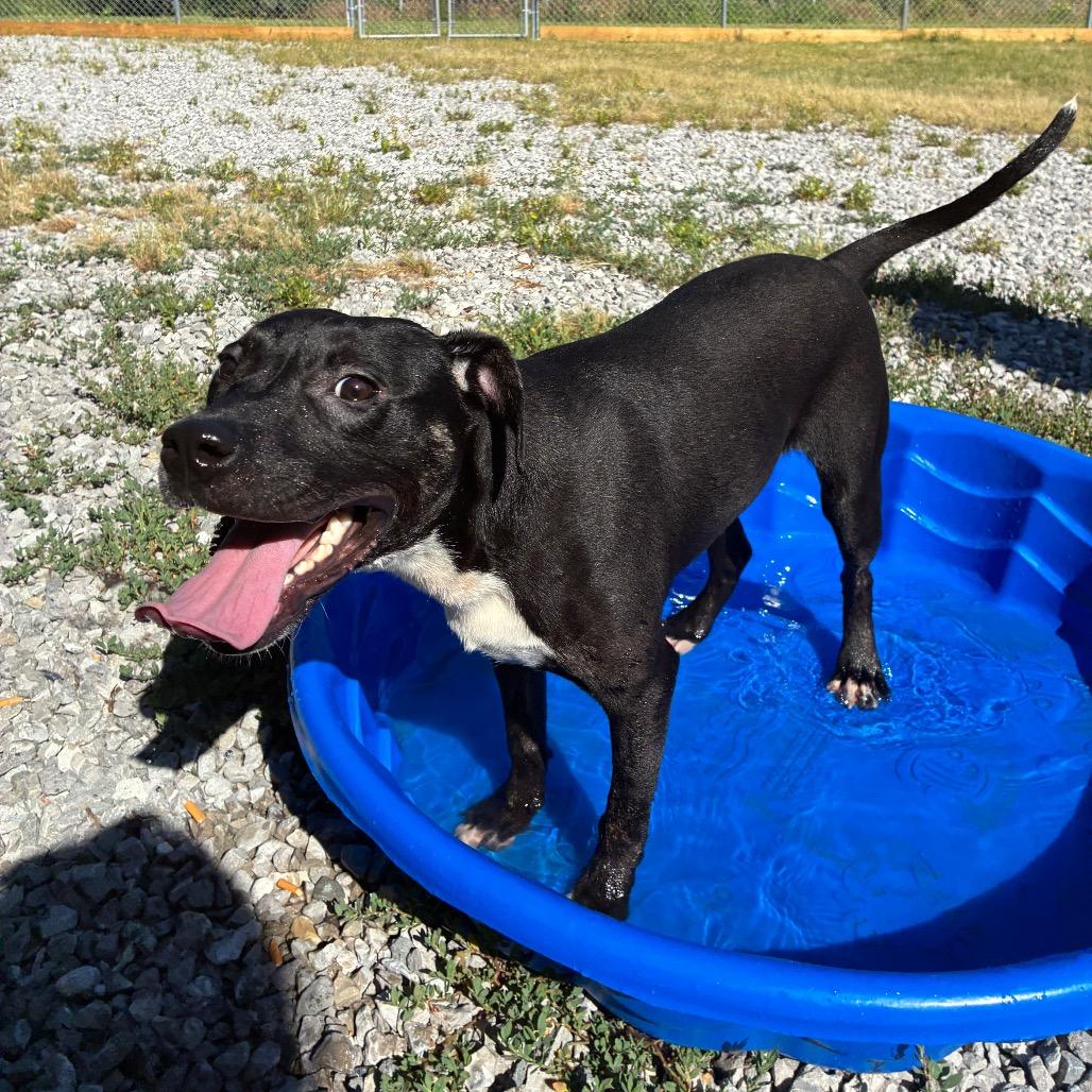 Kelly, a Adoptable Mixed Breed in Corbin, KY image 2/6
