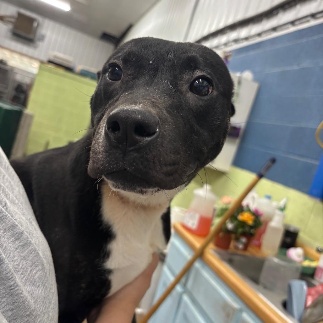 Kelly, a Adoptable Mixed Breed in Corbin, KY image 3/6