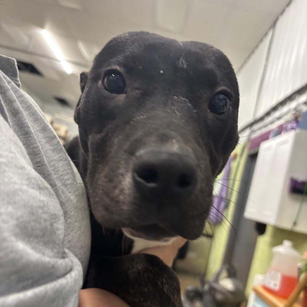 Kelly, a Adoptable Mixed Breed in Corbin, KY image 4/6