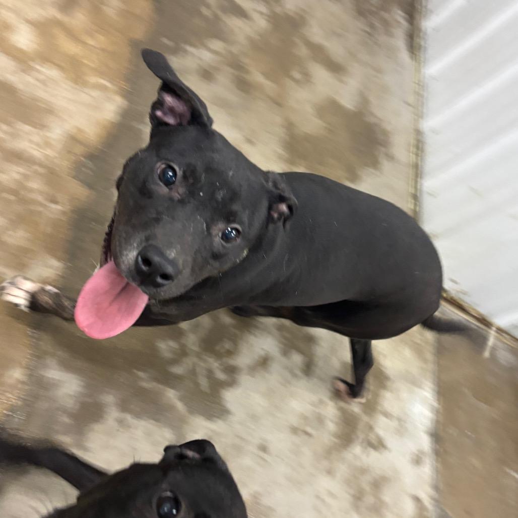Kelly, a Adoptable Mixed Breed in Corbin, KY image 5/6