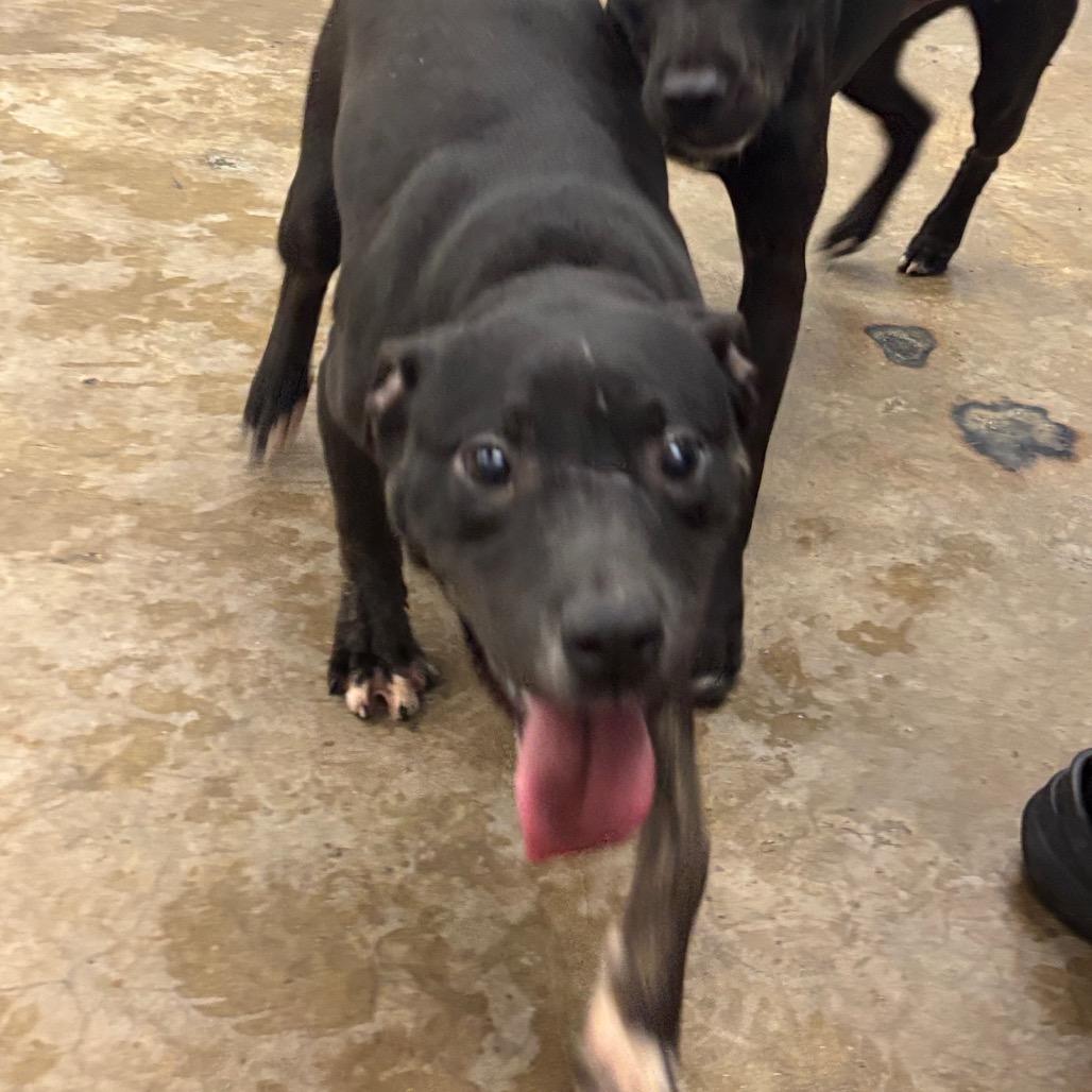 Kelly, a Adoptable Mixed Breed in Corbin, KY image 6/6