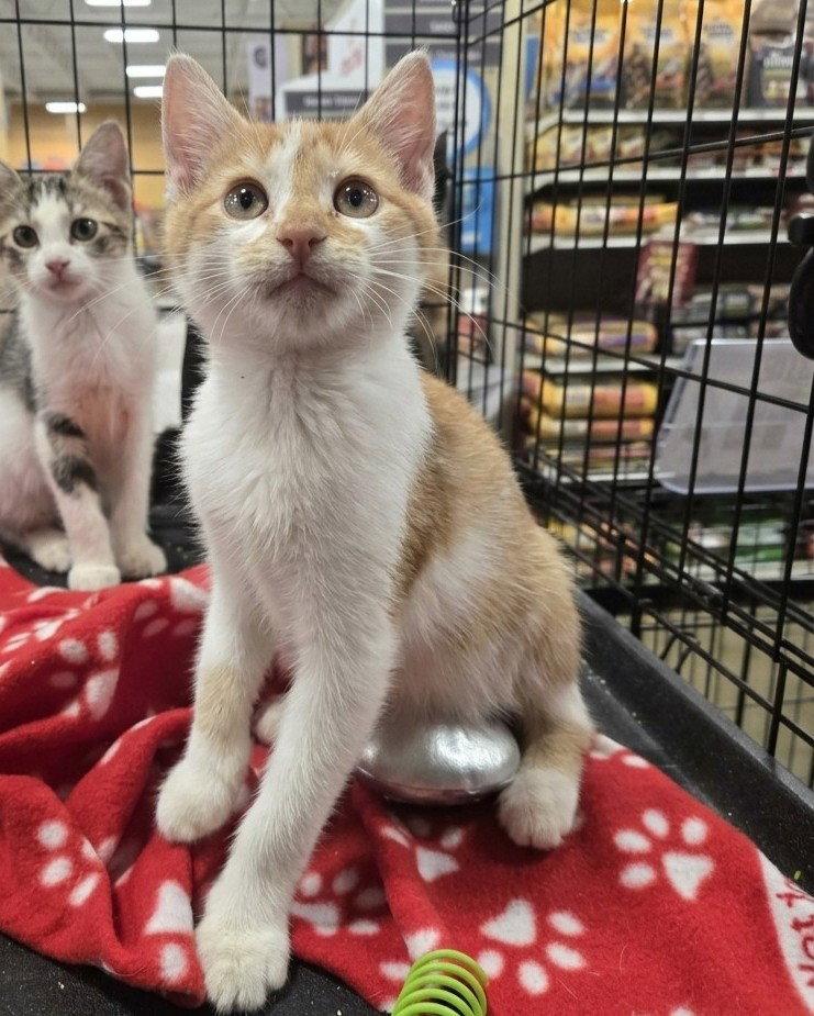 Creamscicle, Adoptable, Kitten Male Domestic Short Hair.