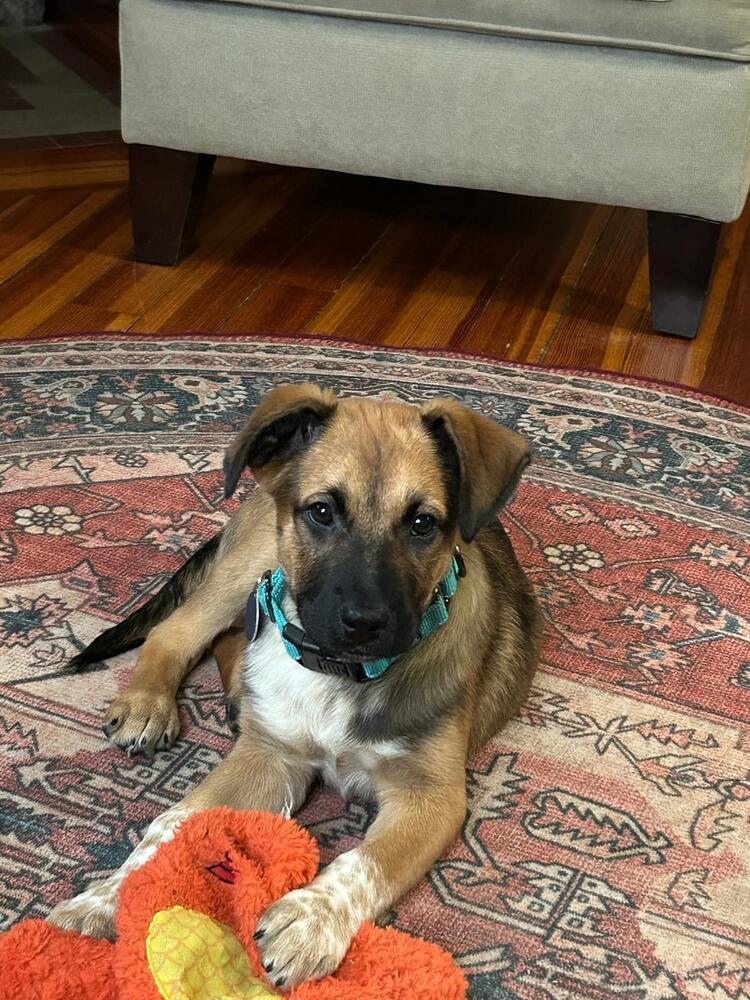 Enlarge Gavin (FOSTERED LOCALLY), a Adoptable mixed breed in Leverett, MA image 1/4