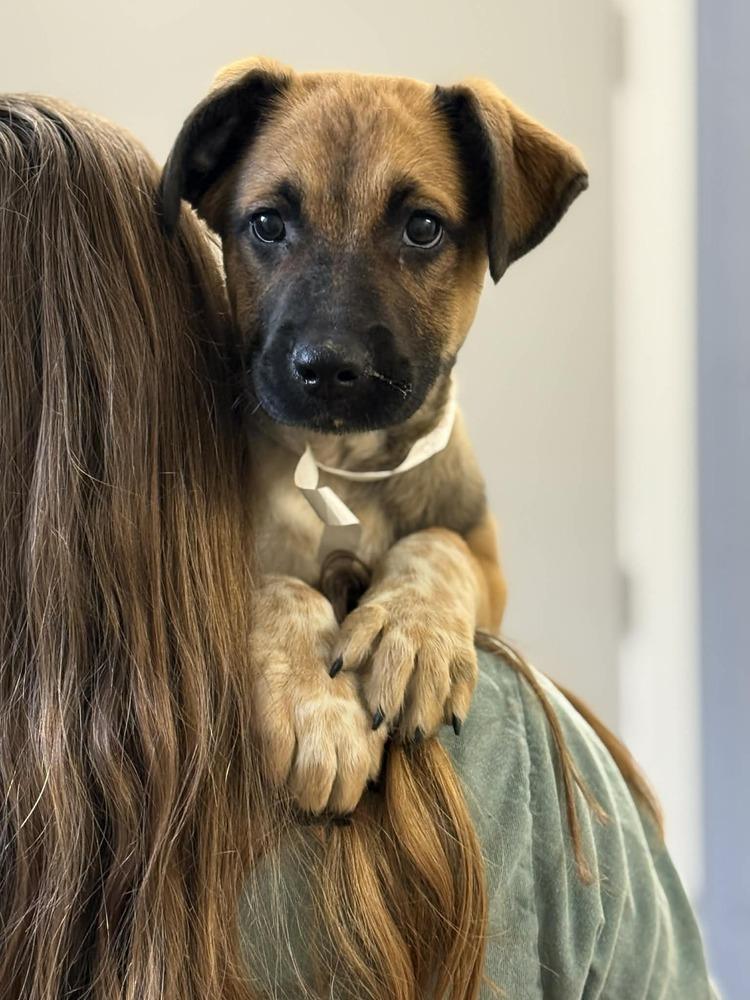 Enlarge Gavin (FOSTERED LOCALLY), a Adoptable mixed breed in Leverett, MA image 2/4