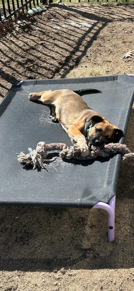 Enlarge Gavin (FOSTERED LOCALLY), a Adoptable mixed breed in Leverett, MA image 3/5