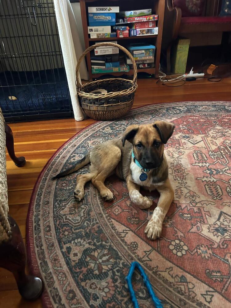 Enlarge Gavin (FOSTERED LOCALLY), a Adoptable mixed breed in Leverett, MA image 3/4