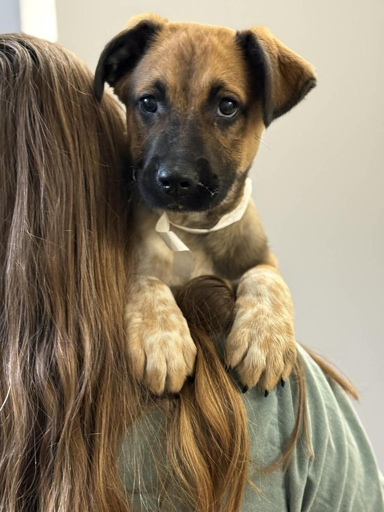 Enlarge Gavin (FOSTERED LOCALLY), a Adoptable mixed breed in Leverett, MA image 4/4