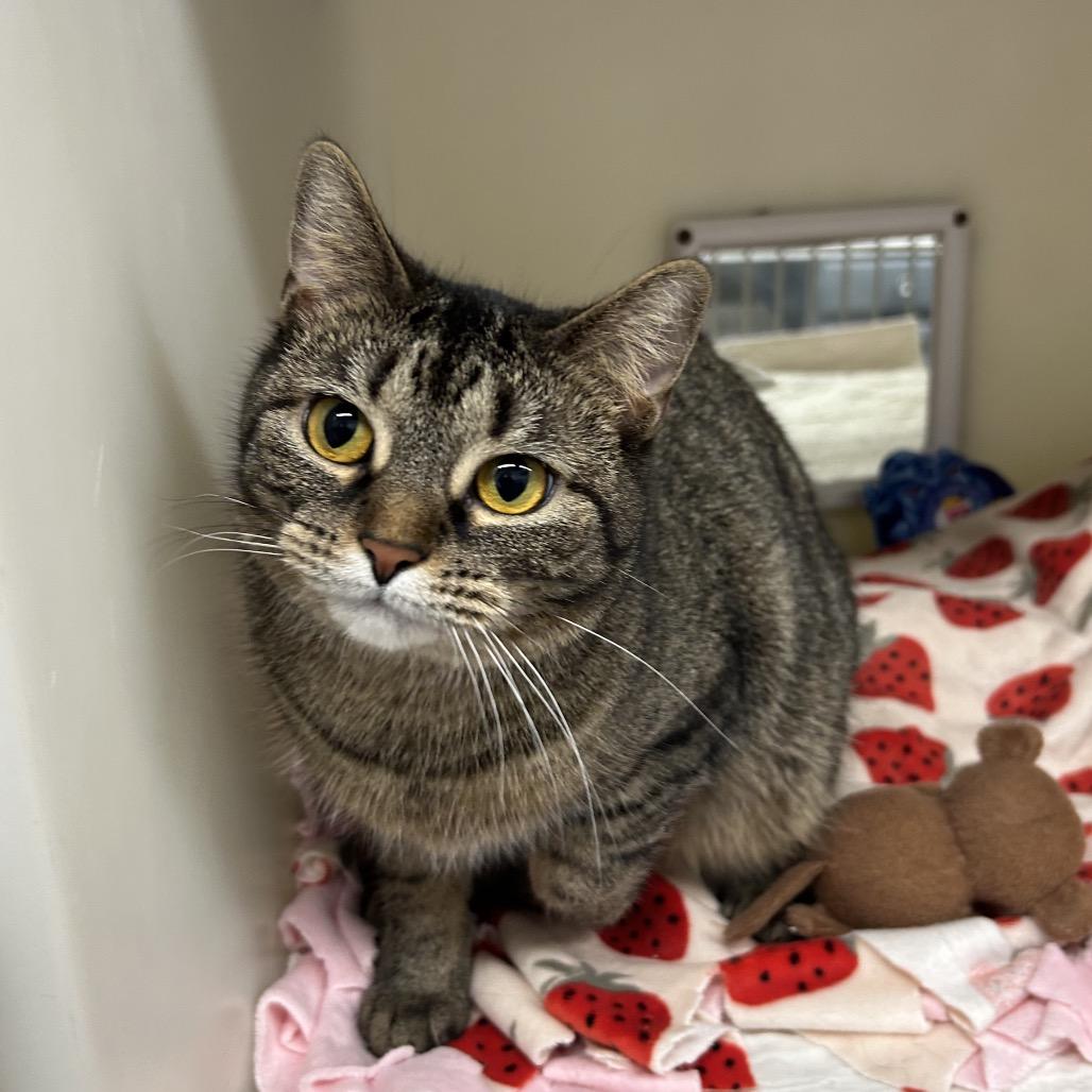 Enlarge Star, a Adoptable Domestic Short Hair in Zanesville, OH image 1/2