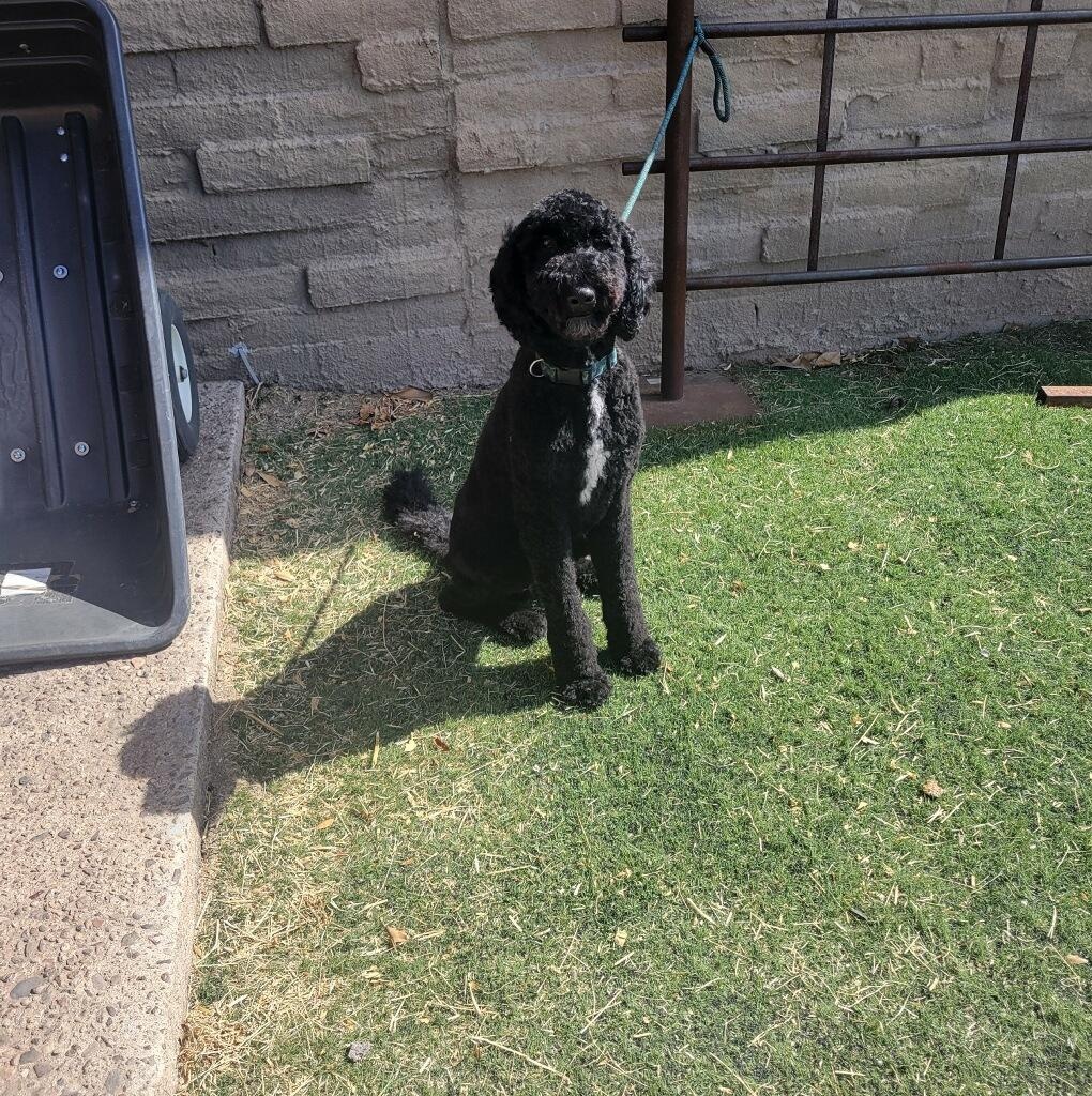 Bru, a ADOPTABLE Standard Poodle in Tucson, AZ image 2/3