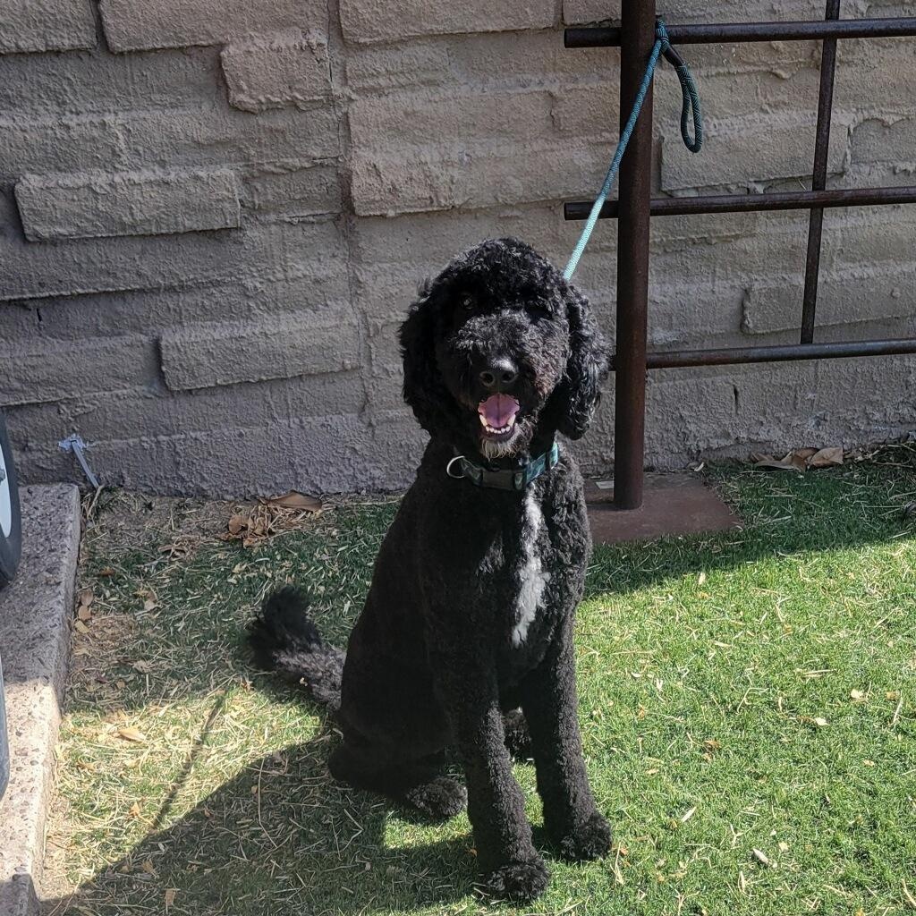 Bru, a ADOPTABLE Standard Poodle in Tucson, AZ image 1/3