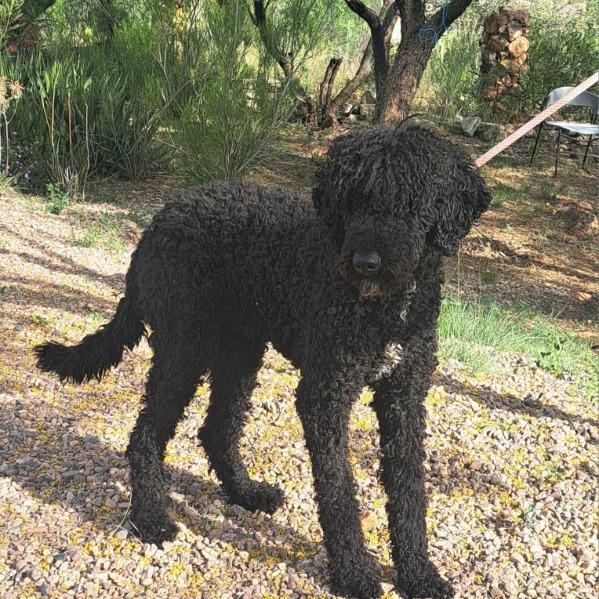 Bru, ADOPTABLE, Adult Male Standard Poodle.