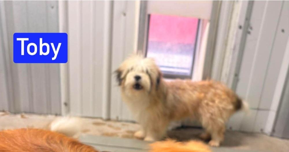 MO Toby, Adoptable, Young Male Shih Tzu & Mixed Breed.