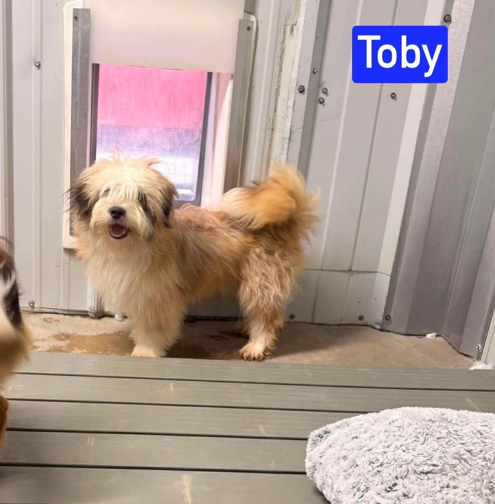 Enlarge MO Toby, a Adoptable mixed breed in Warrenton, MO image 2/3