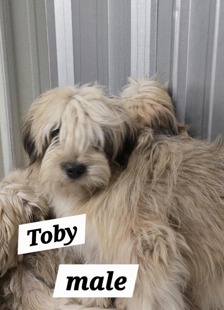 Enlarge MO Toby, a Adoptable mixed breed in Warrenton, MO image 3/3