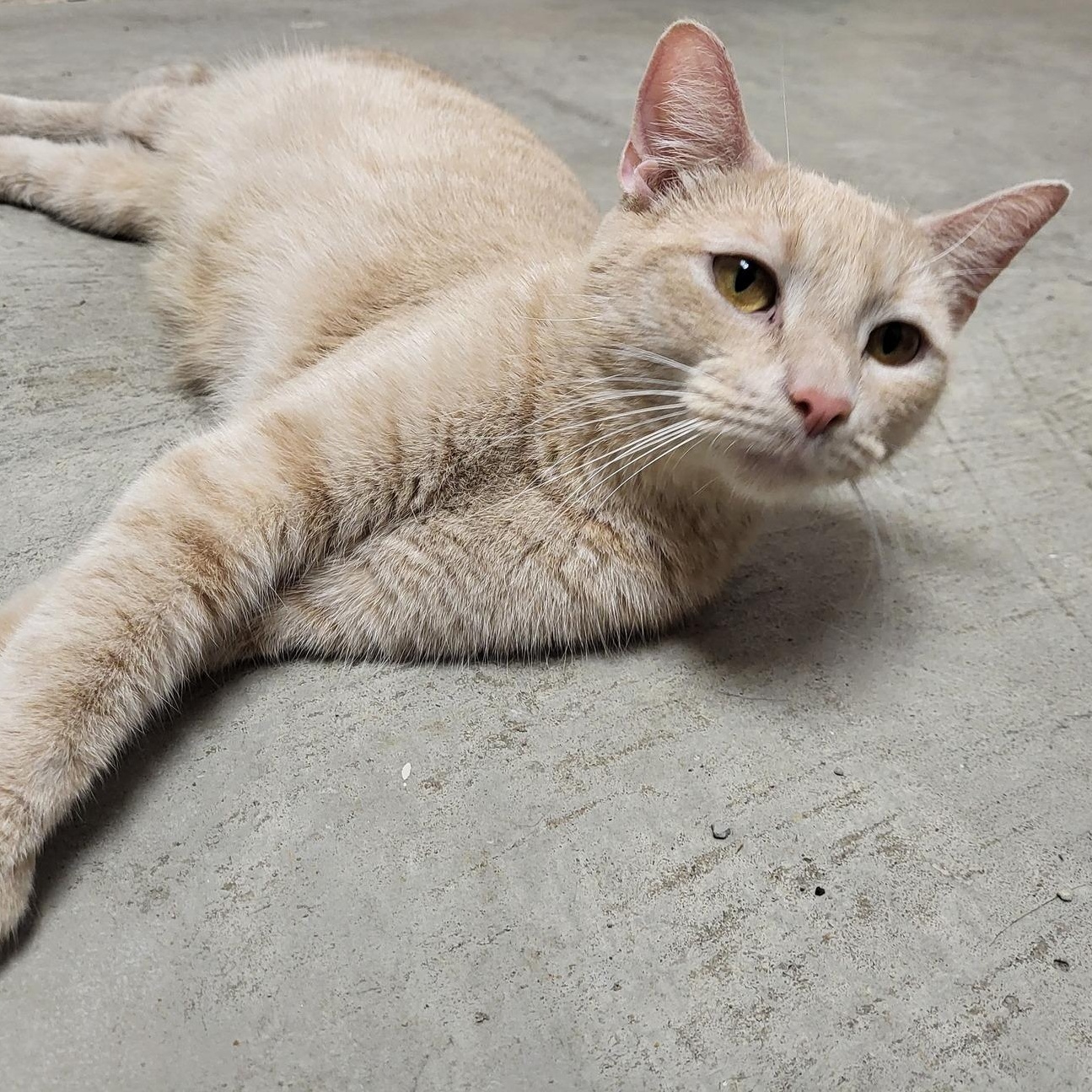 Coral, Adoptable, Adult Female Domestic Short Hair.