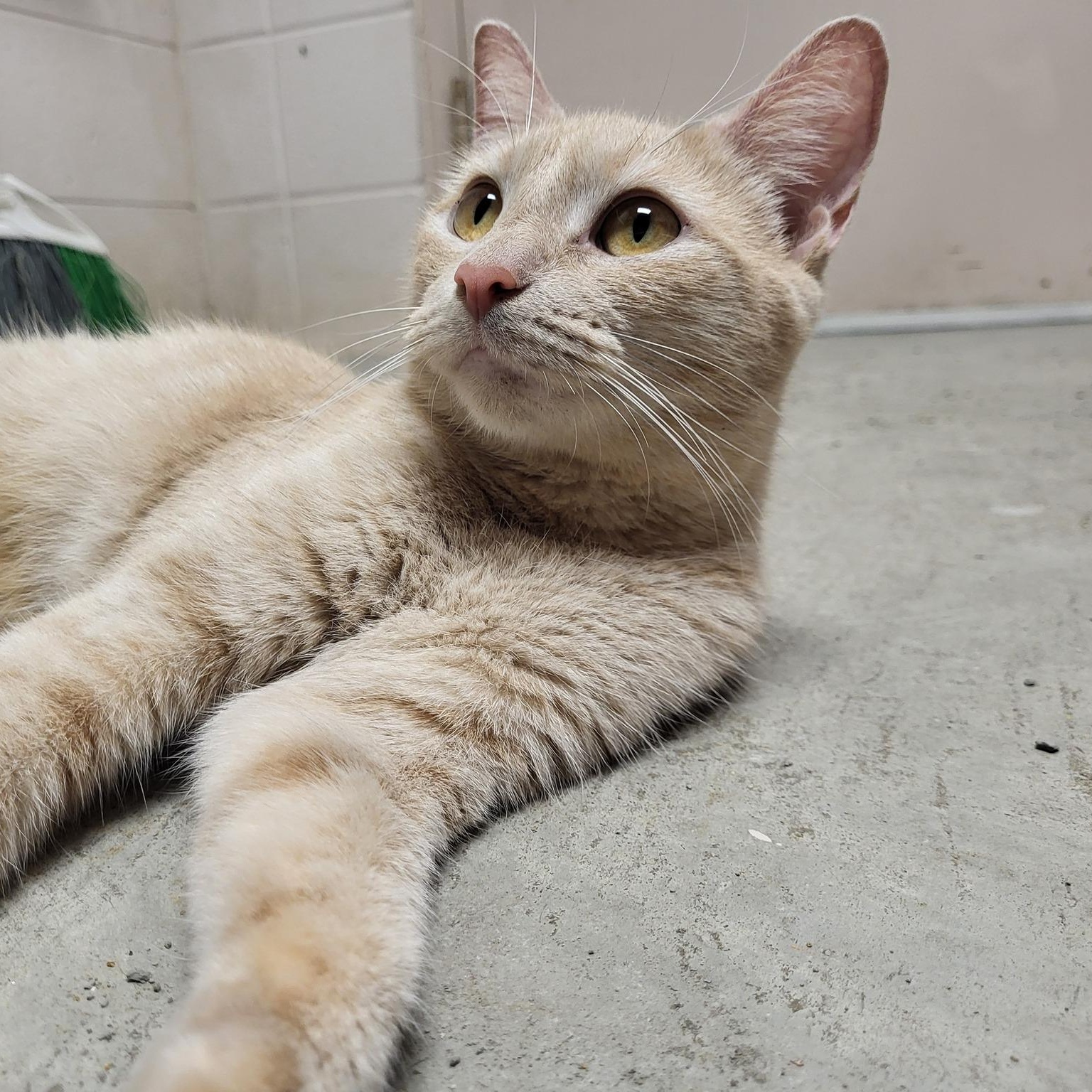 Coral, a Adoptable Domestic Short Hair in Chilton, WI image 3/5