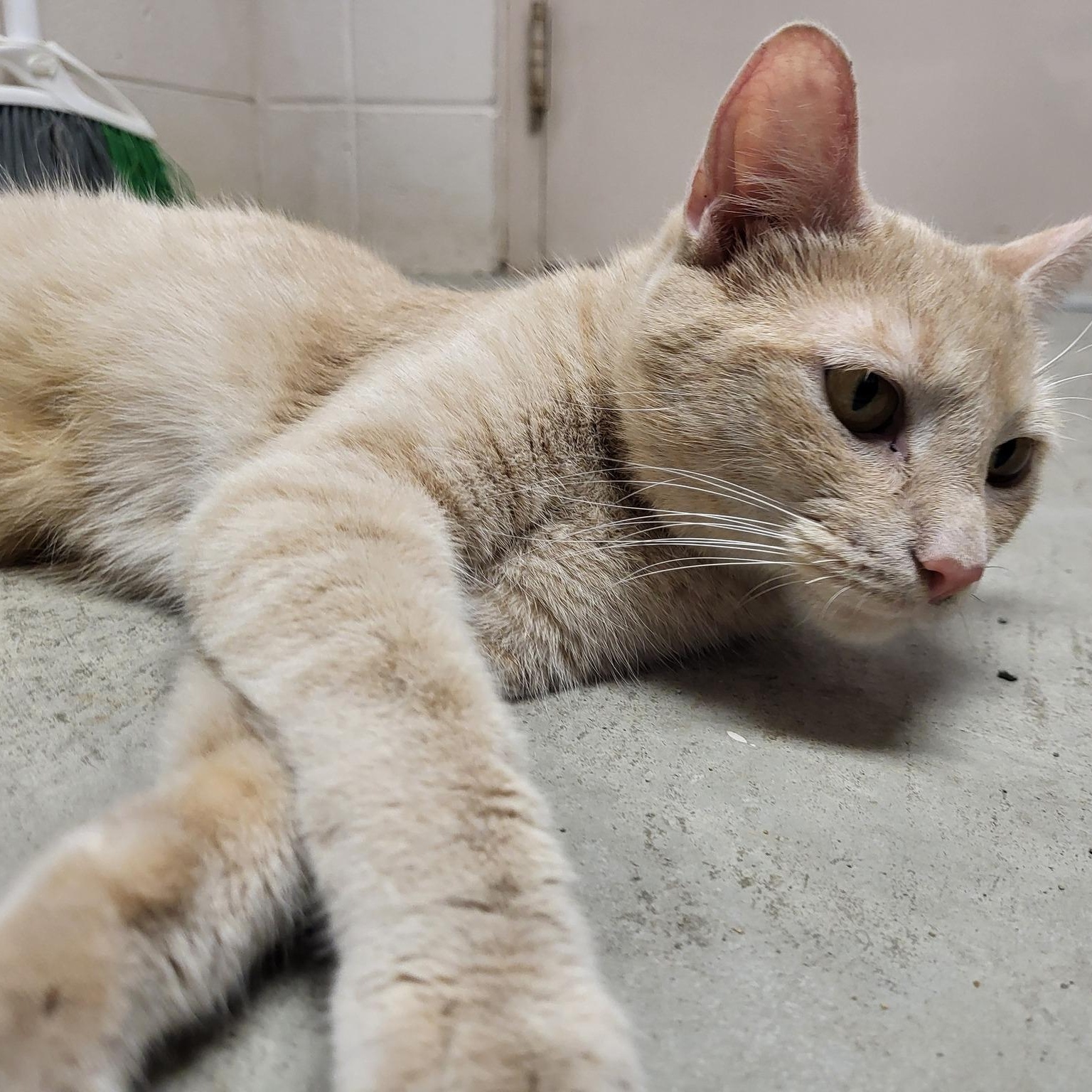 Coral, a Adoptable Domestic Short Hair in Chilton, WI image 4/5