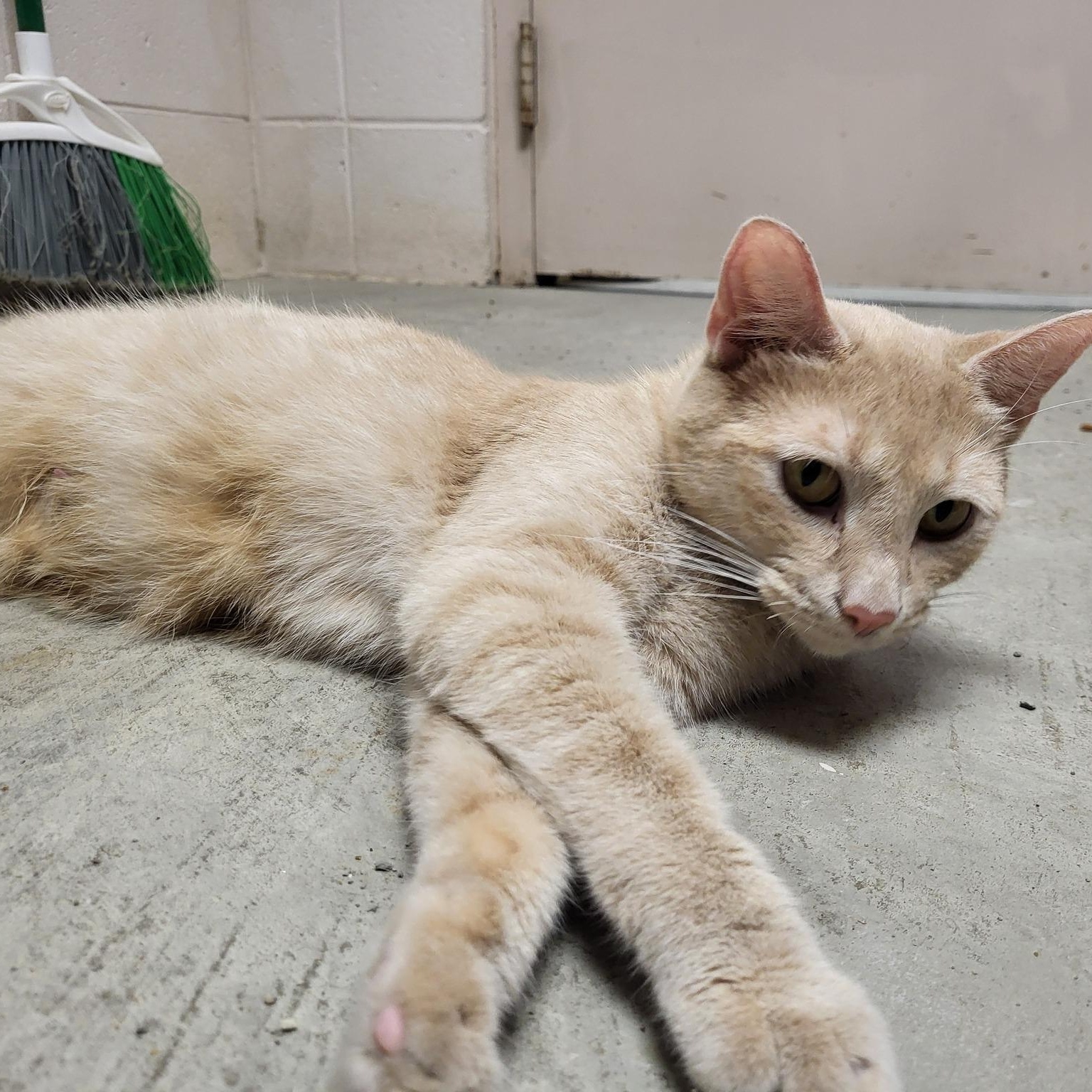 Coral, a Adoptable Domestic Short Hair in Chilton, WI image 5/5