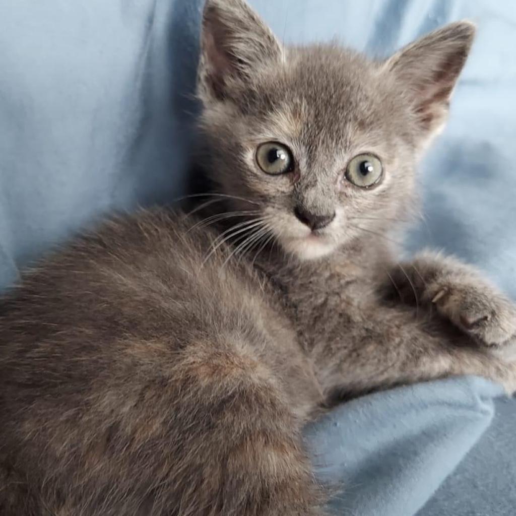 Button, Adoptable, Adult Female Domestic Short Hair.