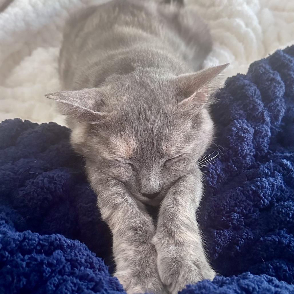 Button, Adoptable, Adult Female Domestic Short Hair.