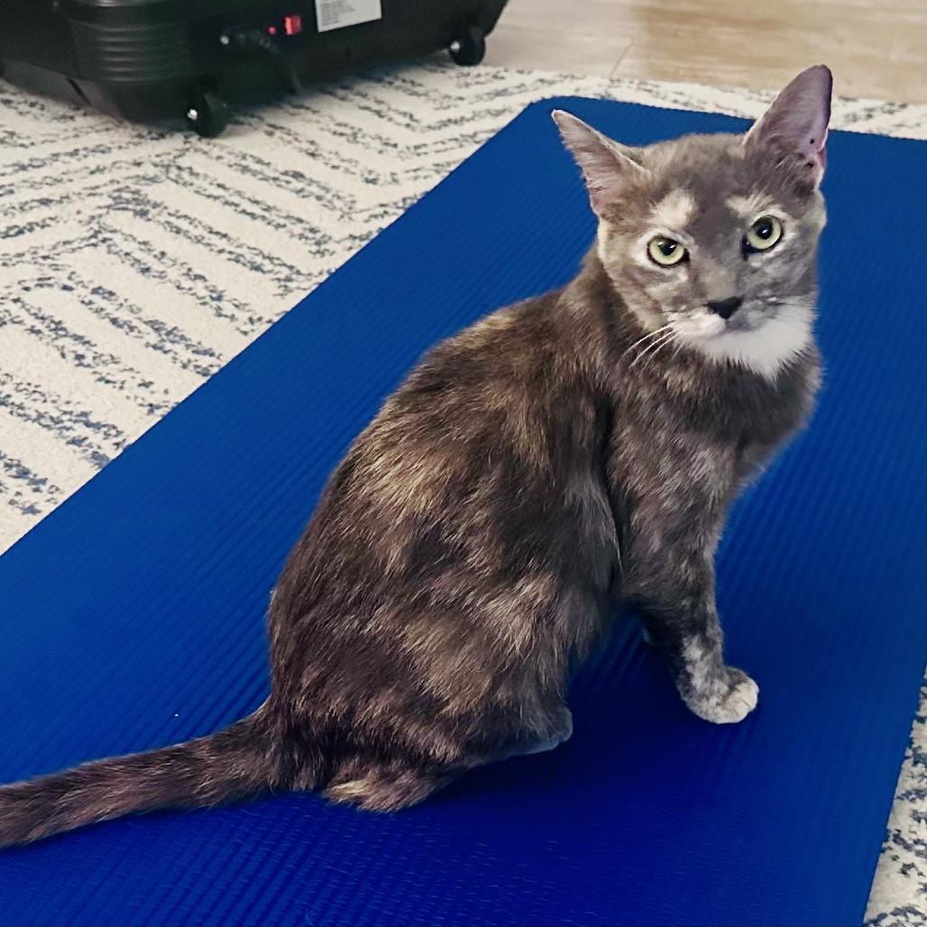 Enlarge Button, a Adoptable Domestic Short Hair in Jupiter, FL image 2/6